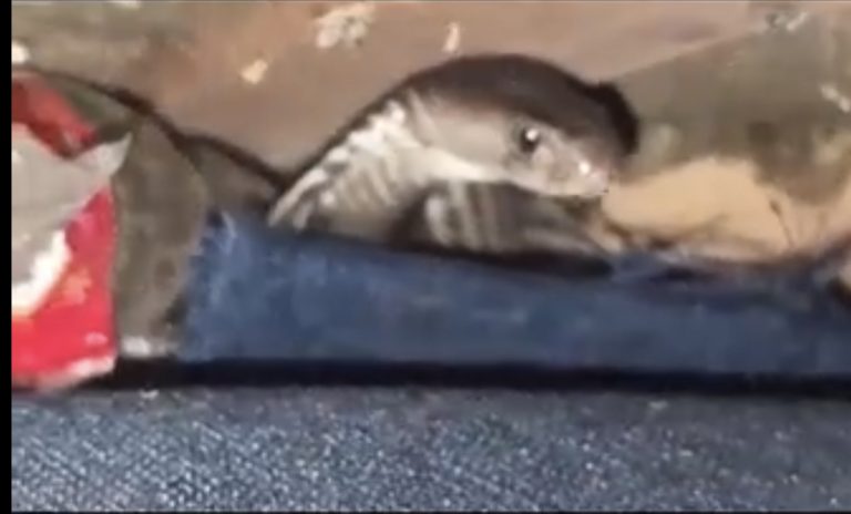 कोरबा: सोफे में छिपकर बैठा था कोबरा, बैठते ही मारने लगा फुफकार; देखकर परिवार के उड़े होश