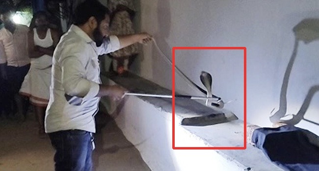 कोरबा: 5 फीट का जहरीला नाग मिला, स्नेक कैचर टीम ने सुरक्षित रेस्क्यू कर जंगल में छोड़ा