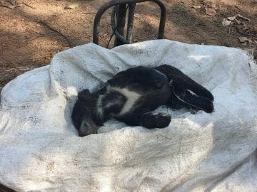 कोरबा: करंट की चपेट में मादा भालू-दो शावकों की मौत, 11 केवी तार टूटने से हादसा; रेंजर ने दिए कार्रवाई के आदेश