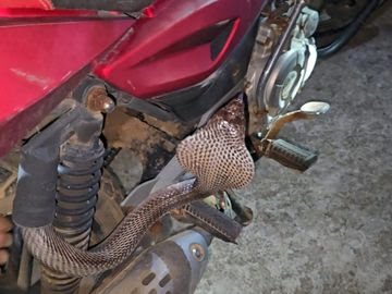 कोरबा: बाइक की सीट के नीचे मिला 6 फीट का कोबरा, किक मारते ही फुंकारने लगा, रेस्क्यू टीम ने सुरक्षित बाहर निकाला