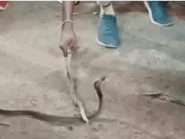 कोरबा: बाइक के इंजन में कुंडली मारकर बैठा था कोबरा, रेस्क्यू टीम ने सुरक्षित पकड़ा, जंगल में छोड़ा