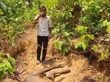 कोरबा के जंगलों में हिंसक वन्यप्राणी की मौजूदगी, 2 दिन में किया दो शिकार; ग्रामीणों में दहशत का माहौल