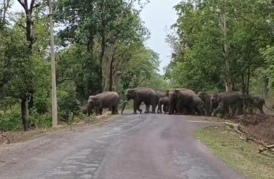 कोरबा: हाथी ने ग्रामीण को कुचलकर मार डाला, गांव में दहशत का माहौल