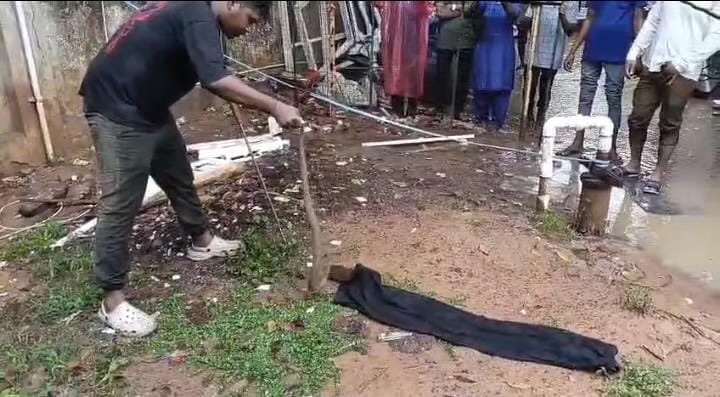 कोरबा: जिला अस्पताल की कैंटीन के पास दिखा कोबरा, कर्मचारियों-मरीजों में मचा हड़कंप; वाइल्डलाइफ टीम ने किया रेस्क्यू