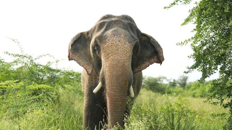 कोरबा: झुंड से बिछड़कर आए हाथी ने मचाया रातभर उत्पात, दो गांवों में की तोड़फोड़; लोगों ने जागकर बिताई रात
