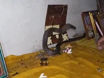 कोरबा: तोते को डस कर पूजा घर में जा बैठा नाग, भगवान की मूर्तियों के बीच फैलाया फन, RCRS टीम ने किया रेस्क्यू