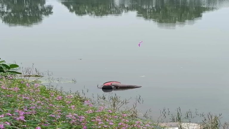 कोरबा: बेटी के जन्म की खुशी मातम में बदली, तालाब में मिली पिता की तैरती लाश; जांच में जुटी पुलिस