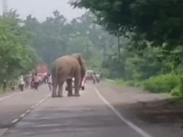कोरबा: केंदई रेंज में गजराज को देखने जुटी भीड़; हाथी ने VIDEO बनाते लोगों को दौड़ाया