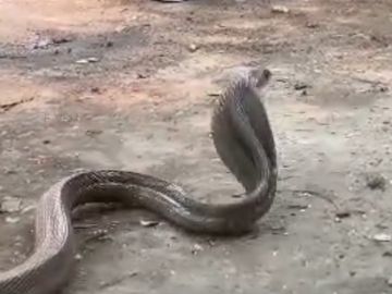 कोरबा: मां सर्वमंगला मंदिर में निकला कोबरा, सांप देखकर जुटी भीड़;  RCRS टीम ने किया सुरक्षित रेस्क्यू