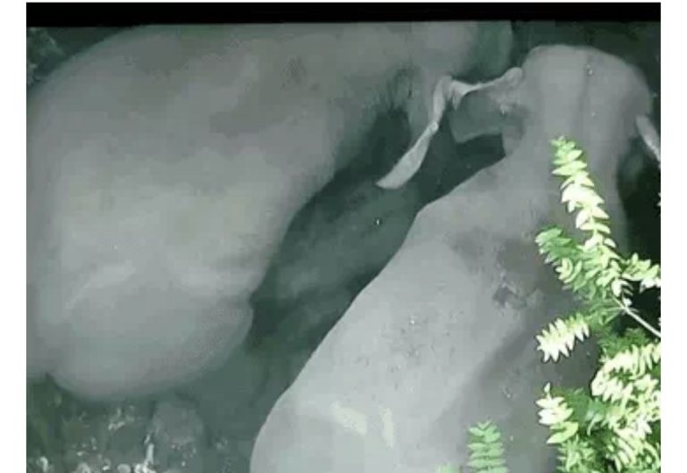 कोरबा: हाथियों के झुंड के बीच एक नन्हे शावक का जन्म, ड्रोन से निगरानी कर रहा वन विभाग; ग्रामीणों को जंगल नहीं जाने की सलाह
